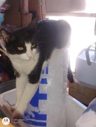 Lost Female Cat last seen 43rd ave/ olive, Phoenix, AZ 85051