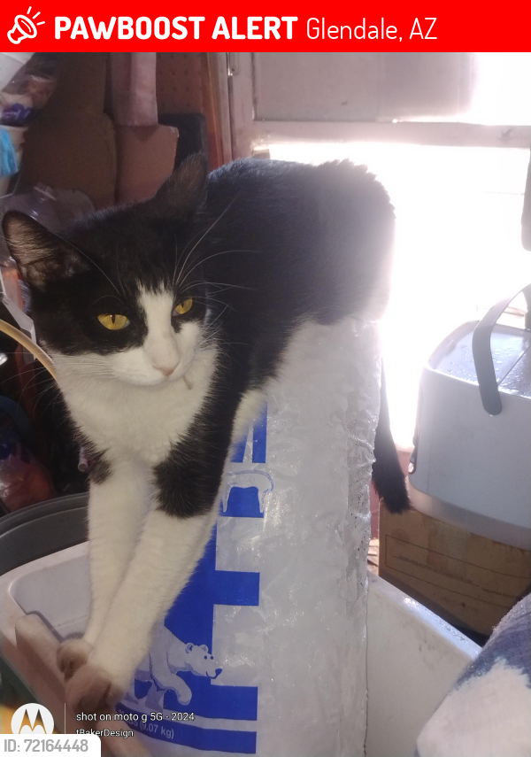 Lost Female Cat last seen 43rd ave/ olive, Phoenix, AZ 85051