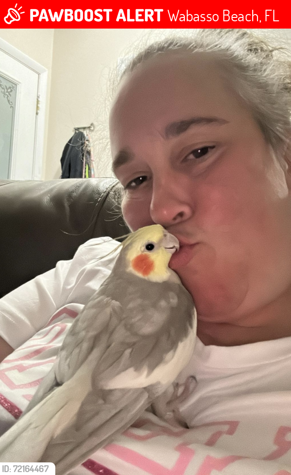 Lost Male Bird last seen Wabassco beach , Wabasso Beach, FL 32963