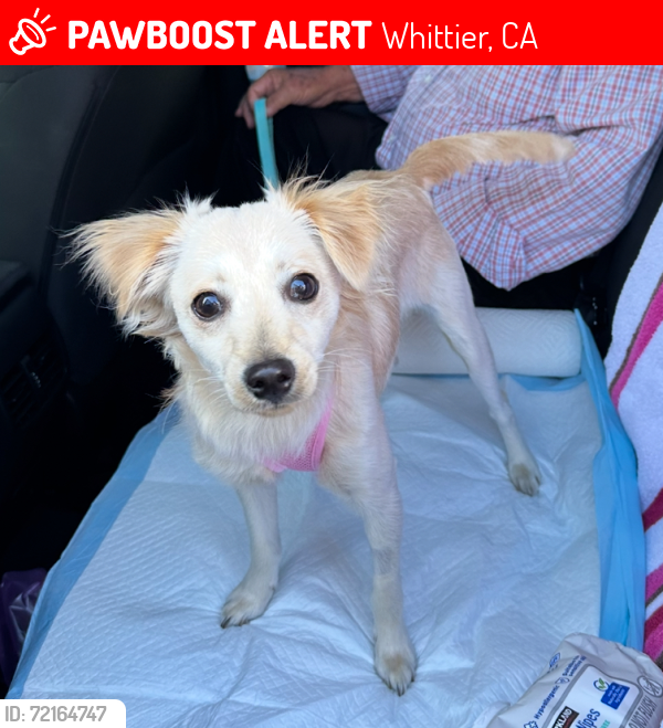 Lost Female Dog last seen Palm Park Center , Whittier, CA 90601