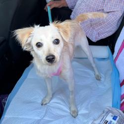 Lost Female Dog last seen Palm Park Center , Whittier, CA 90601