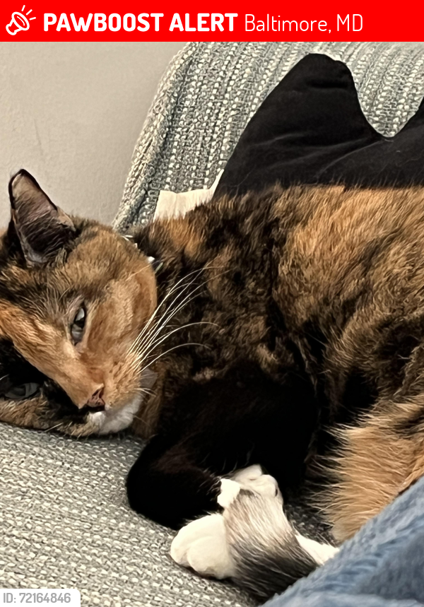 Lost Female Cat last seen Oliver st , Baltimore, MD 21213