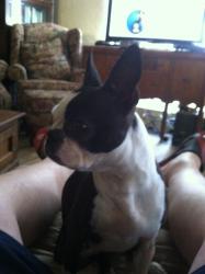 Lost Female Dog last seen Hwy 96 East, Boone, CO 81025