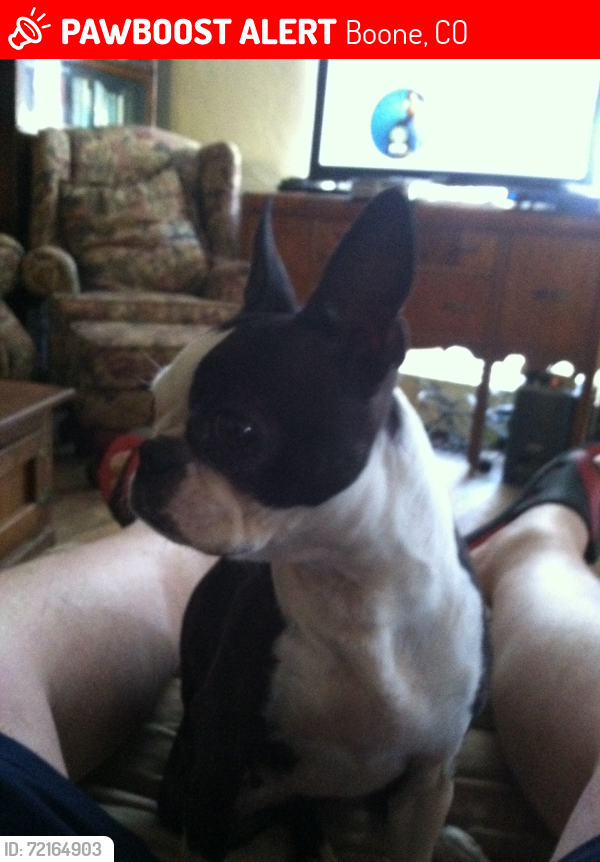 Lost Female Dog last seen Hwy 96 East, Boone, CO 81025