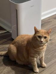 Lost Male Cat last seen Fountain park blvd , Asheville, NC 28806