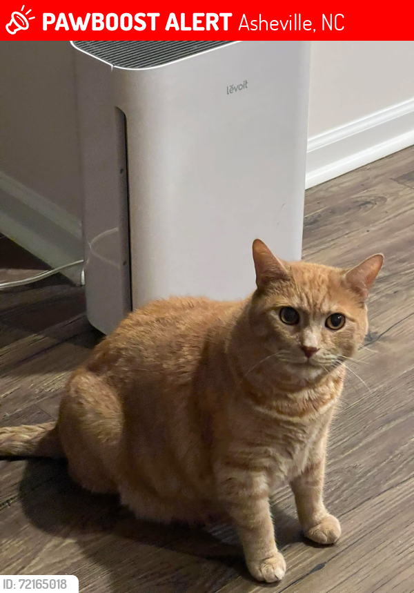 Lost Male Cat last seen Fountain park blvd , Asheville, NC 28806