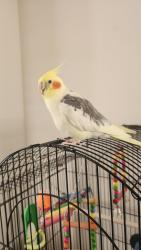 Lost Female Bird last seen Between Helix and Bancroft , Spring Valley, CA 91941