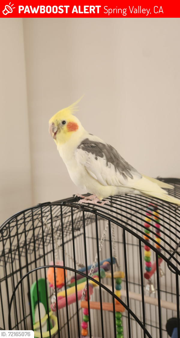 Lost Female Bird last seen Between Helix and Bancroft , Spring Valley, CA 91941