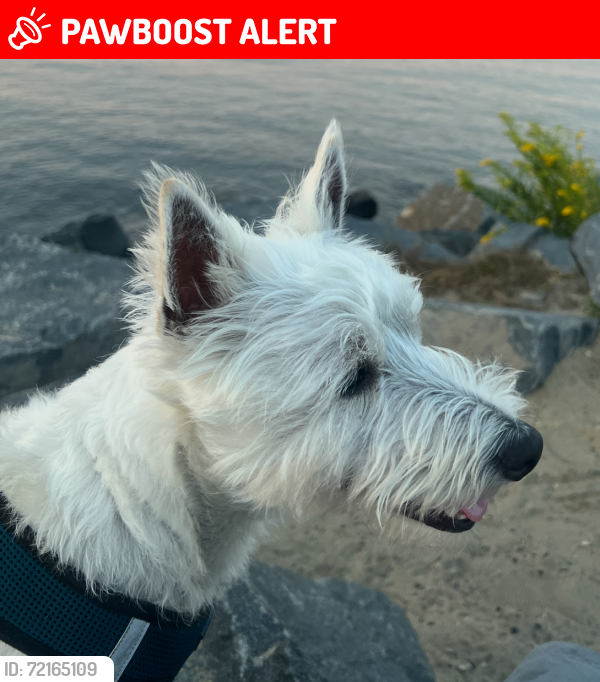 Lost Male Dog last seen Field by radio station , Howell Township, NJ 07731