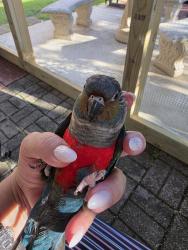 Lost Male Bird last seen Silo Road and Sublet , Arlington, TX 76018