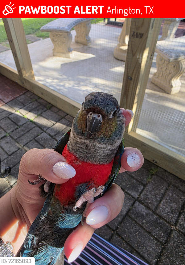 Lost Male Bird last seen Silo Road and Sublet , Arlington, TX 76018