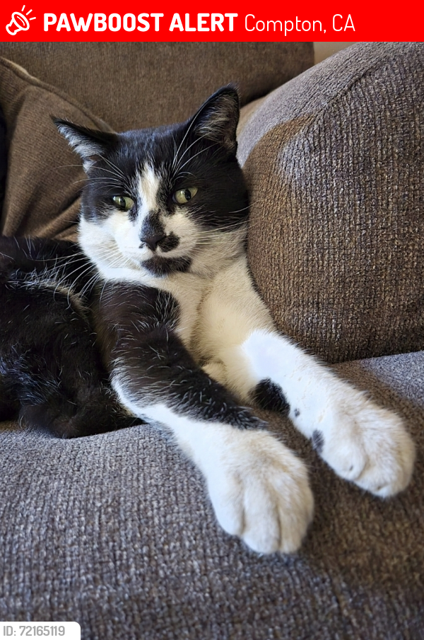 Lost Male Cat last seen White Ave & Linsley, Compton, CA 90221