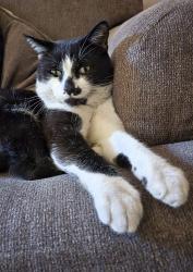 Lost Male Cat last seen White Ave & Linsley, Compton, CA 90221