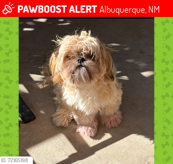 Lost Female Dog last seen Bethel and Topeka, Albuquerque, NM 87102