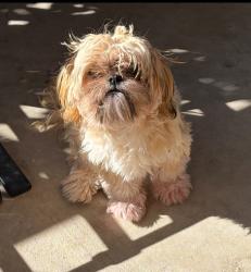 Lost Female Dog last seen Bethel and Topeka, Albuquerque, NM 87102