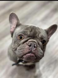 Lost Male Dog last seen Quiet Dawn, Morning Dawn, Houston, TX 77095