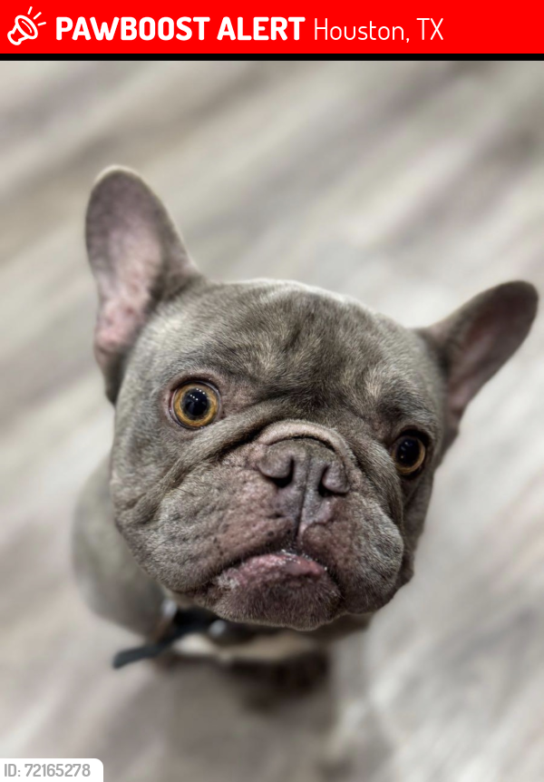 Lost Male Dog last seen Quiet Dawn, Morning Dawn, Houston, TX 77095