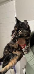 Reunited Unknown Cat last seen Found in my street, Dallas, TX 75217