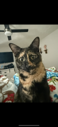 Lost Female Cat last seen Cedar Creek , Lilburn, GA 30047