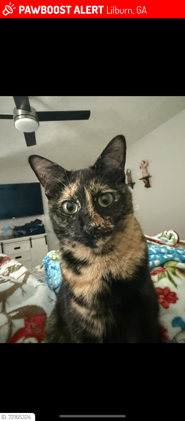 Lost Female Cat last seen Cedar Creek, Lilburn, GA 30047