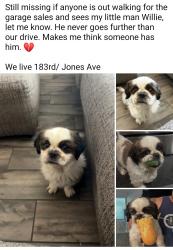 Lost Male Dog last seen 183rd and Jones, Goodyear, AZ 85338