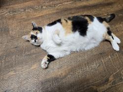 Lost Female Cat last seen Woods Dr/ Center St, Arlington, TX 76010