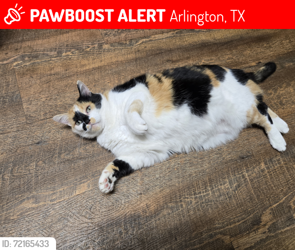 Lost Female Cat last seen Woods Dr/ Center St, Arlington, TX 76010
