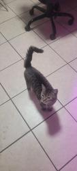 Lost Female Cat last seen W 31st St behind the Dollar General, San Angelo, TX 76903