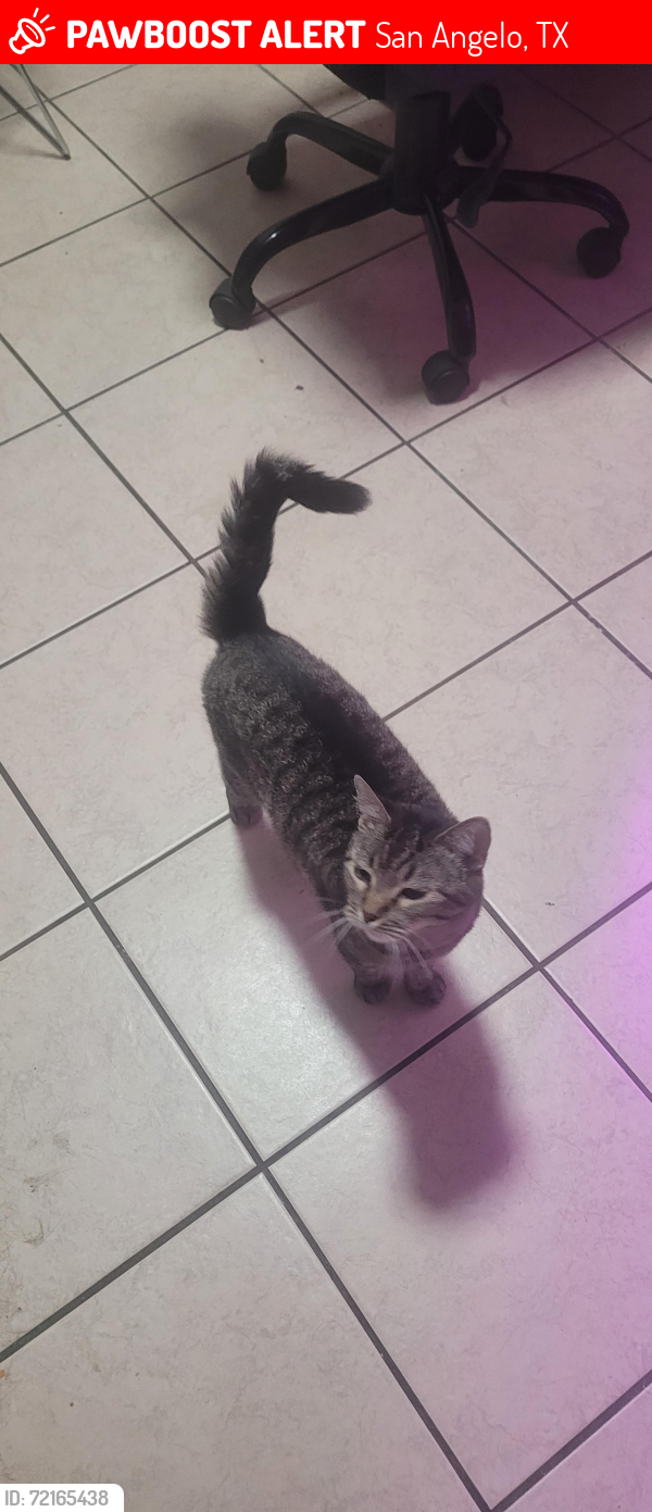Lost Female Cat last seen W 31st St behind the Dollar General, San Angelo, TX 76903