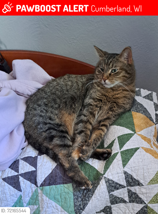 Lost Female Cat last seen Hwy 48 and 4-1/2 Street, Cumberland, WI 54829