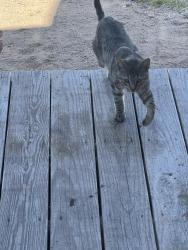 Lost Male Cat last seen West beargrass &circle bay longs, Horry County, SC 29568