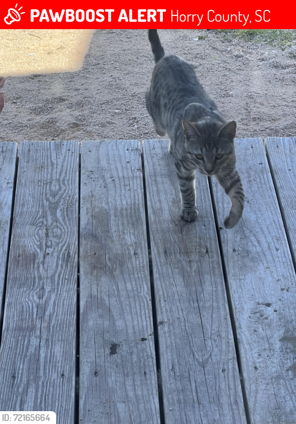 Lost Male Cat last seen West beargrass &circle bay longs, Horry County, SC 29568