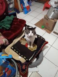 Lost Male Cat last seen Biscayne Ave or everglade Ave near King road, San Jose, CA 95122