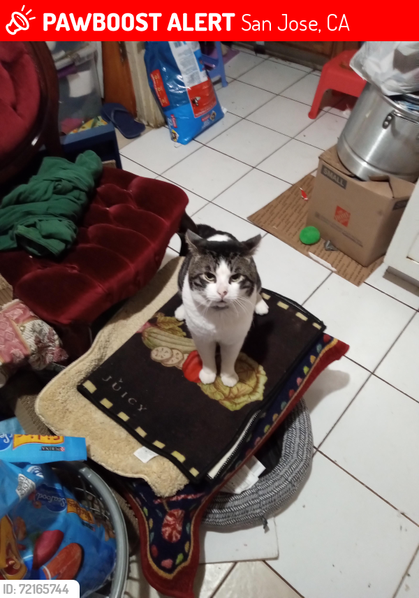 Lost Male Cat last seen Biscayne Ave or everglade Ave near King road, San Jose, CA 95122