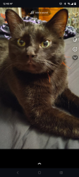 Lost Male Cat last seen 17th and Washburn , Topeka, KS 66604