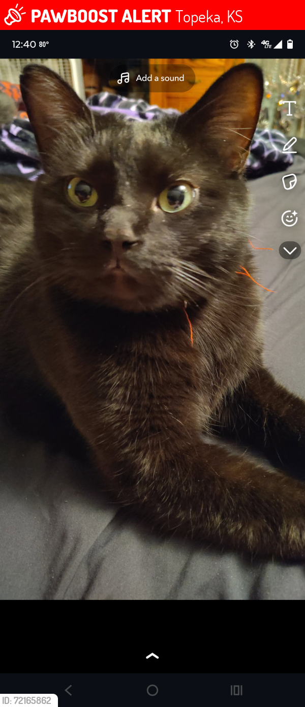 Lost Male Cat last seen 17th and Washburn , Topeka, KS 66604