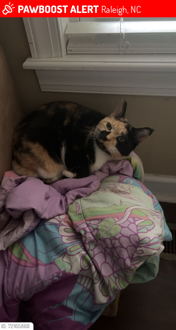 Lost Female Cat last seen Right near Harris Creek Elementary, Raleigh, NC 27616
