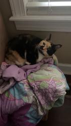 Lost Female Cat last seen Right near Harris Creek Elementary, Raleigh, NC 27616