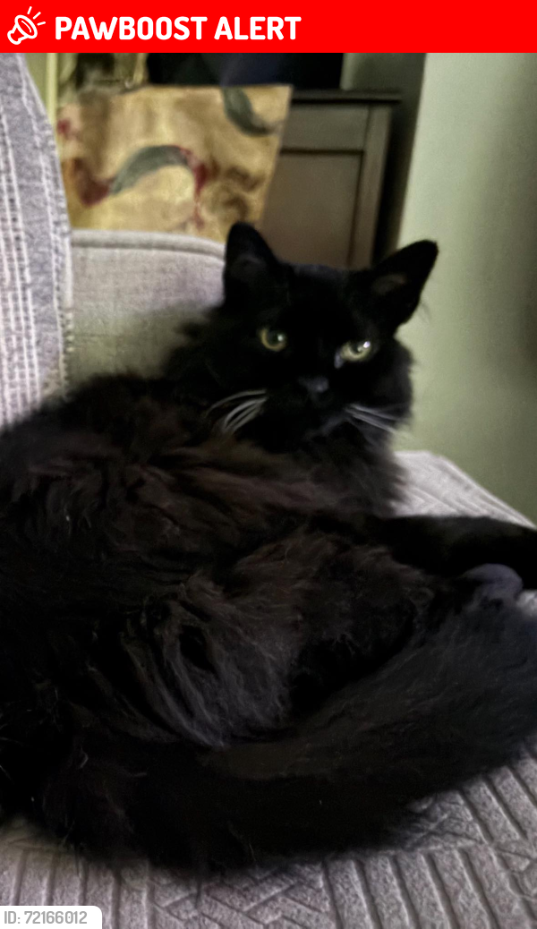 Lost Female Cat last seen Ward Road and Orchard Lake Roads, west of Del Rose, Bloomfield Township, MI 48302