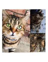 Lost Female Cat last seen NE Glisan and 24th, Portland, OR 97232