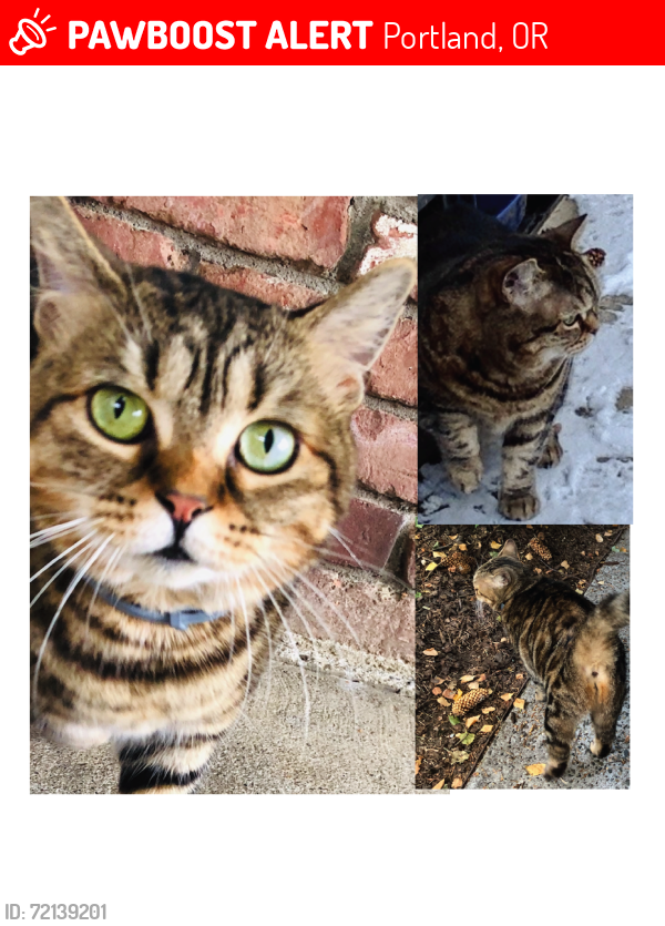 Lost Female Cat last seen NE Glisan and 24th, Portland, OR 97232