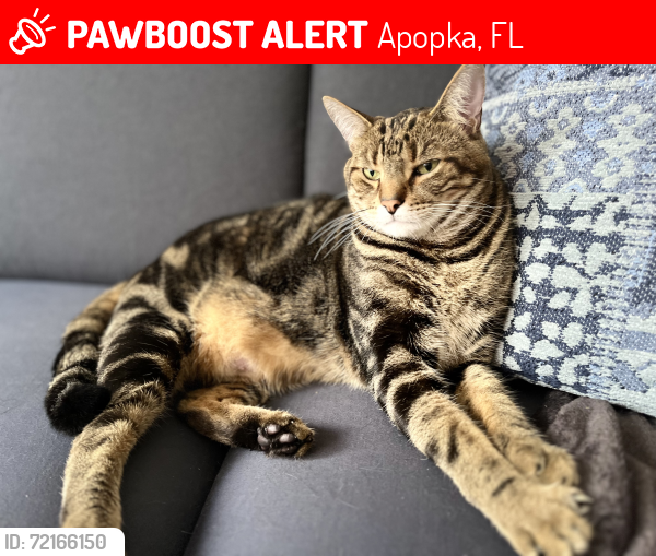 Lost Male Cat last seen Sablewood Dr, Apopka, FL 32712