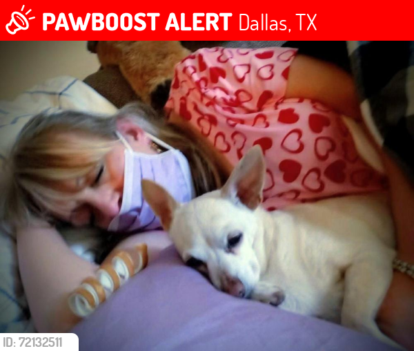 Lost Female Dog last seen East grand  and winslow/ MT. AUBURN, Dallas, TX 75223