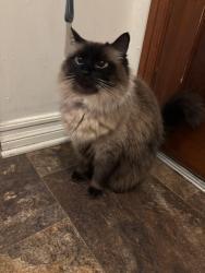 Lost Female Cat last seen Mills and Carnell St., Whittier, CA 90603