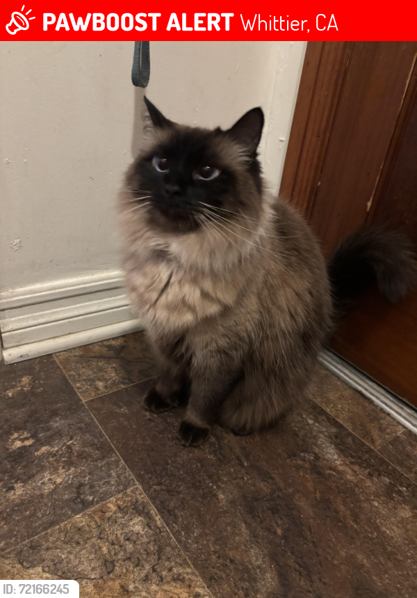 Lost Female Cat last seen Mills and Carnell St., Whittier, CA 90603