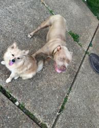 Lost Female Dog last seen Lawrenceton , Memphis, TN 38115