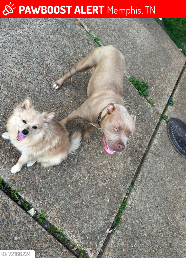 Lost Female Dog last seen Lawrenceton , Memphis, TN 38115