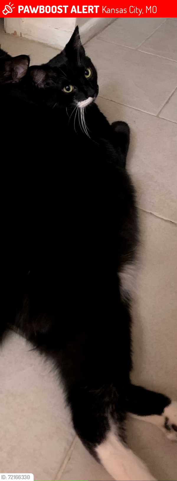 Lost Male Cat last seen Ruskin Way and Corrington Avenue, Kansas City, MO 64134