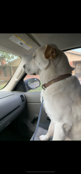 Lost Male Dog last seen Cream, San Angelo, TX 76904
