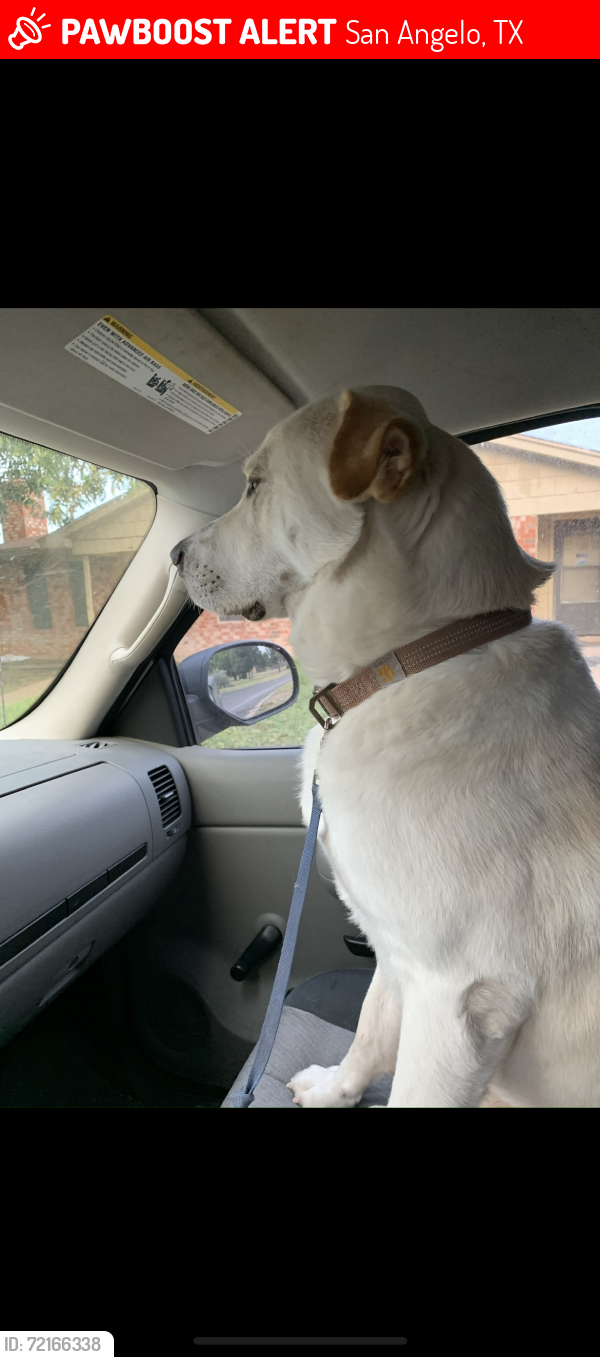 Lost Male Dog last seen Cream, San Angelo, TX 76904